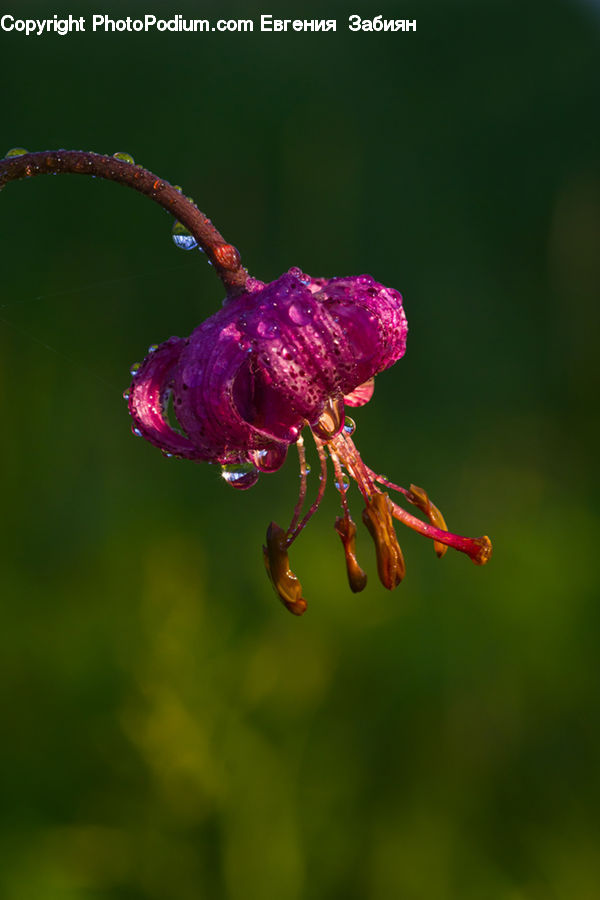 Blossom, Flora, Flower, Geranium, Plant, Bee, Insect