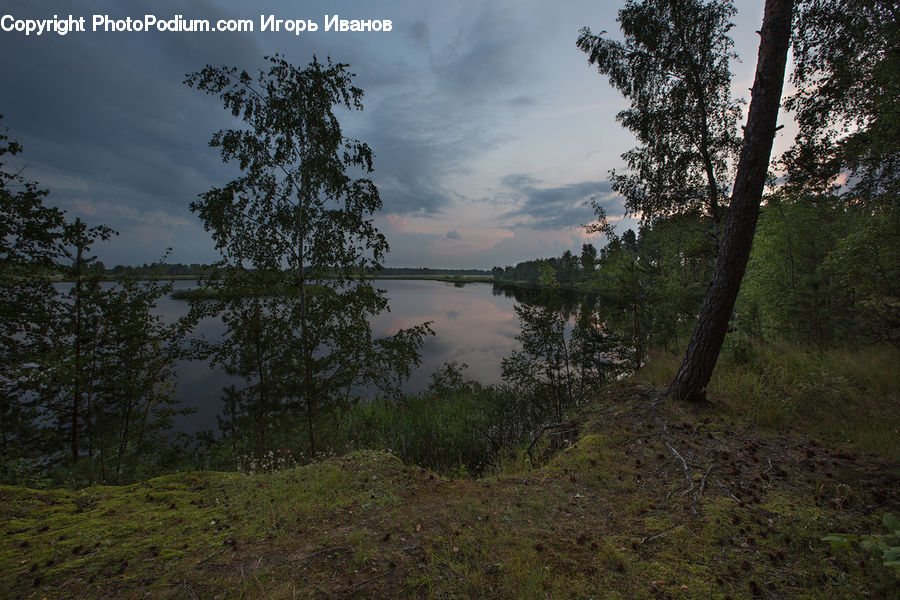 Forest, Vegetation, Conifer, Fir, Plant, Tree, Land