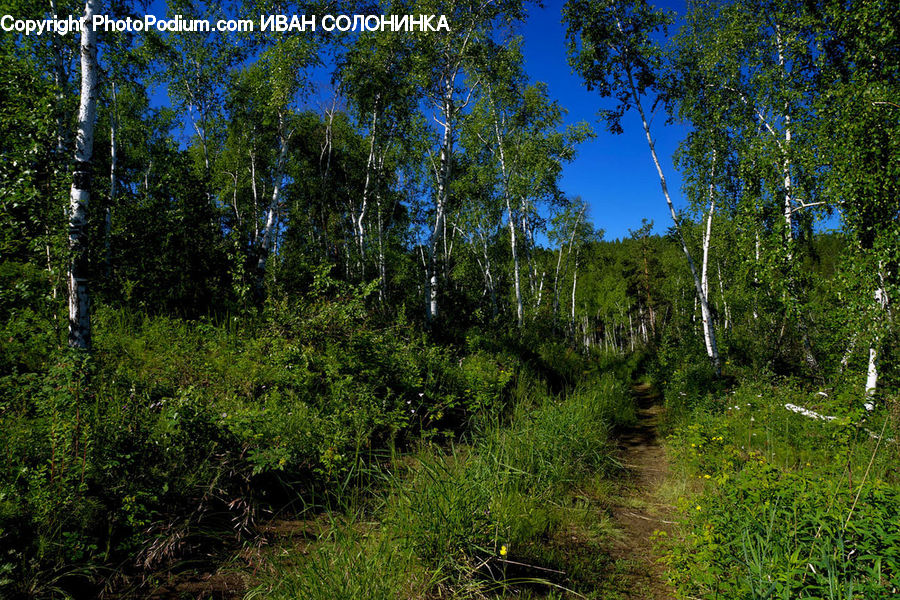 Forest, Jungle, Birch, Tree, Wood, Rainforest, Vegetation