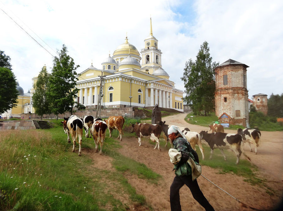 Animal, Cattle, Cow, Dairy Cow, Mammal, Architecture, Housing