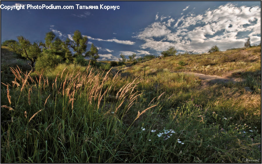 Field, Grass, Grassland, Plant, Land, Outdoors, Bush