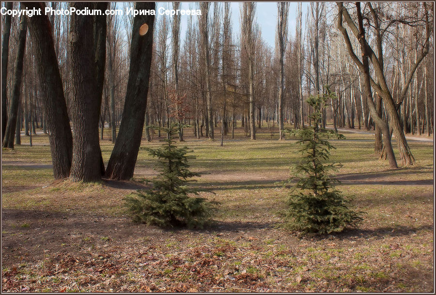 Forest, Grove, Land, Vegetation, Birch, Tree, Wood