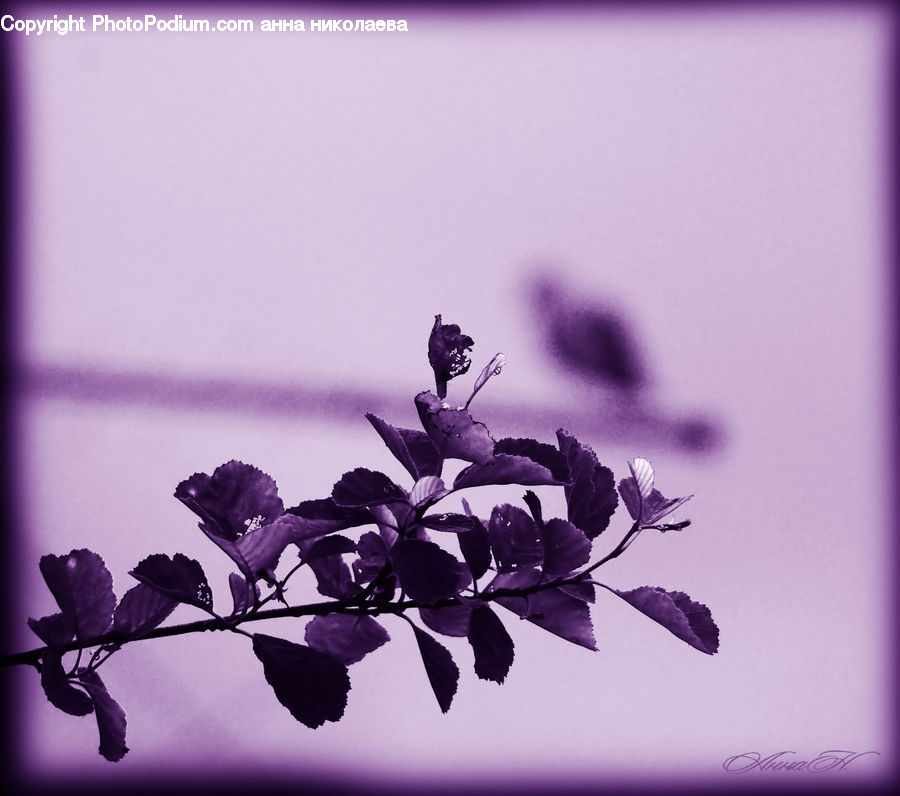 Blossom, Flora, Flower, Geranium, Plant, Flower Arrangement, Flower Bouquet