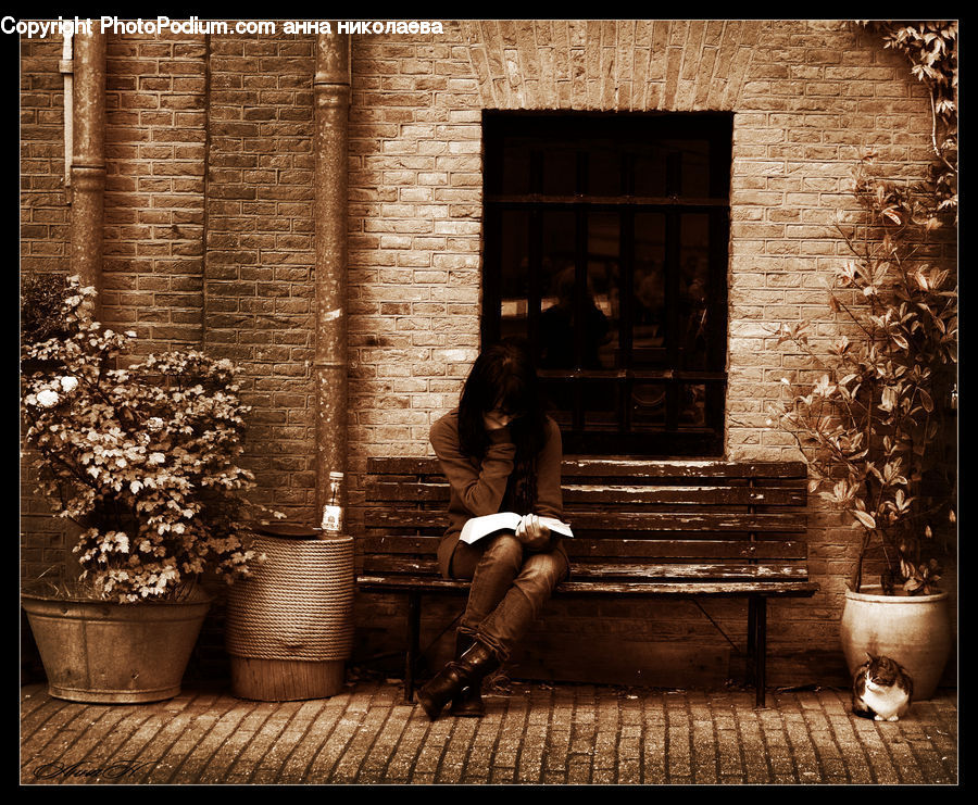 People, Person, Human, Brick, Plant, Potted Plant, Bench