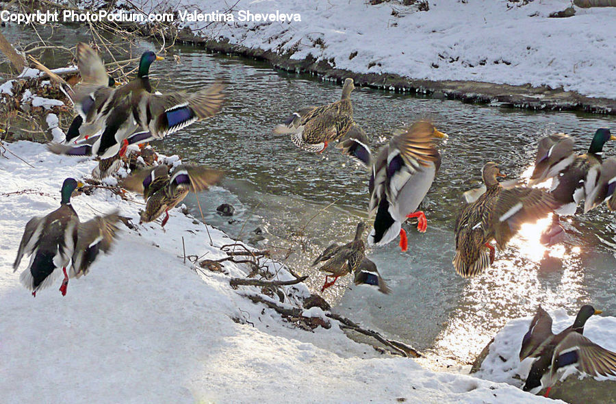 Bird, Duck, Mallard, Waterfowl, Goose, Teal, Partridge