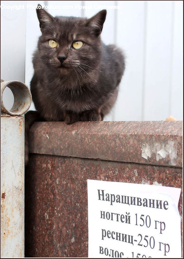Animal, Black Cat, Cat, Mammal, Pet, Brick, Manx