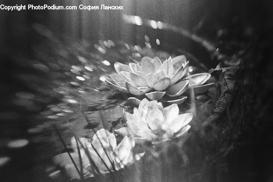 Blossom, Flora, Flower, Petal, Plant, Rose, Daffodil