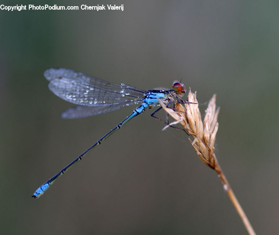 Anisoptera, Dragonfly, Insect, Invertebrate