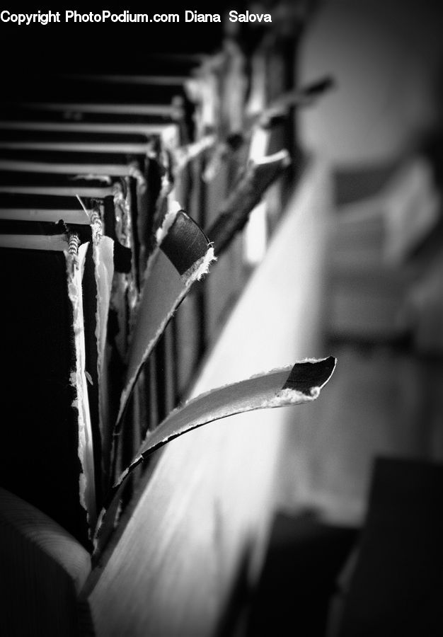 Plant, Book, Bookcase, Furniture, Shelf, City, Downtown