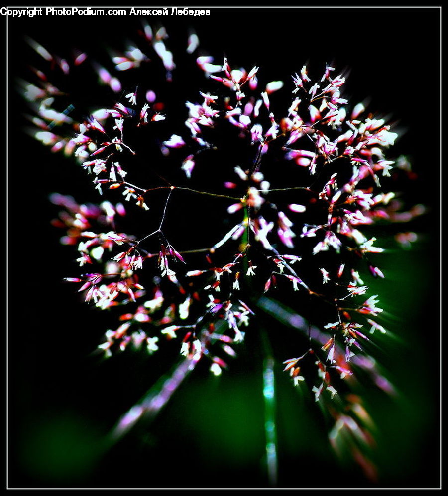 Blossom, Flora, Flower, Plant, Cherry Blossom, Floral Design, Conifer