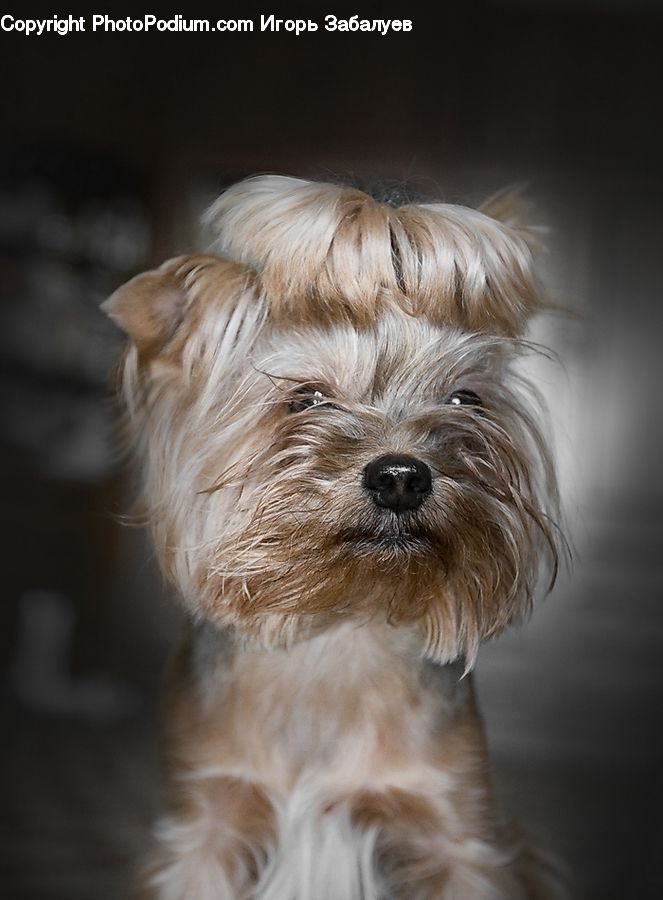 Animal, Canine, Dog, Mammal, Pet, Terrier