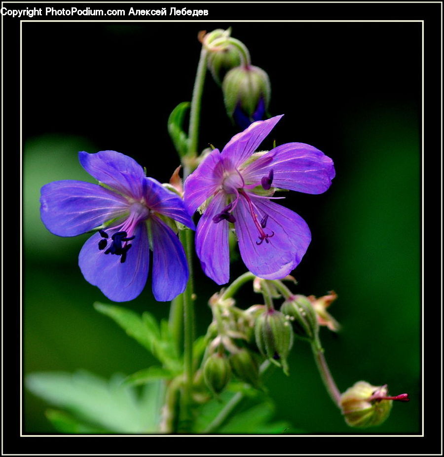 Blossom, Flora, Flower, Geranium, Plant, Violet, Aquilegia