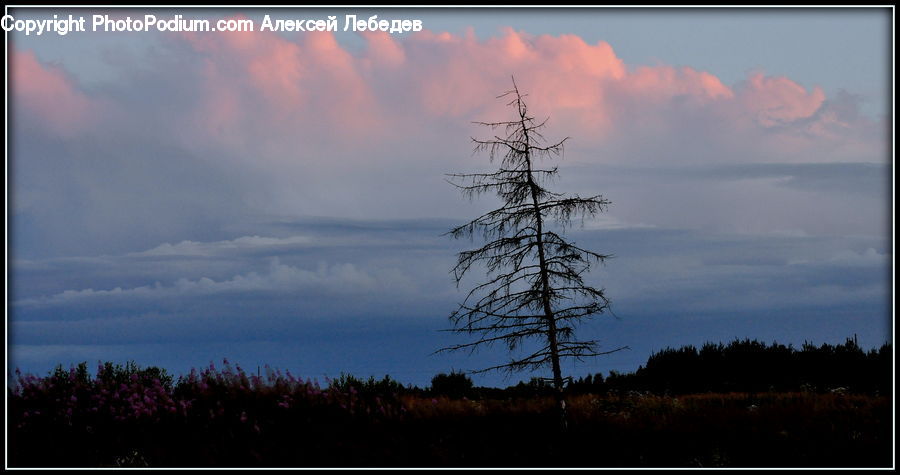 Plant, Tree, Azure Sky, Cloud, Outdoors, Sky, Conifer