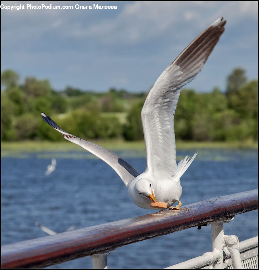 Bird, Swallow, Seagull, Booby, Kite Bird, Beak, Jay