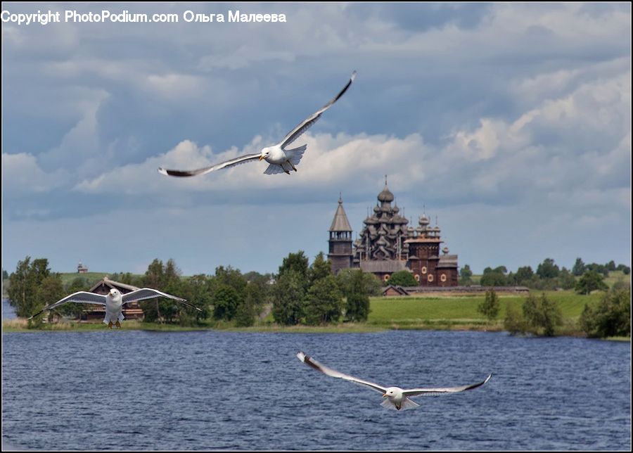 Bird, Seagull, Architecture, Castle, Fort, Crane Bird, Heron