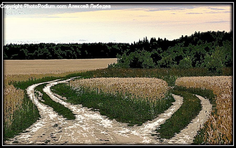 White Board, Dirt Road, Gravel, Road, Fence, Hedge, Plant
