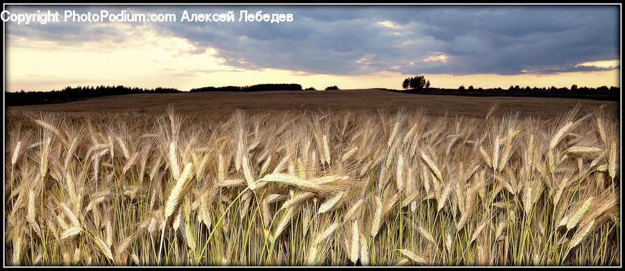 Grain, Wheat, Grass, Plant, Field, Grassland