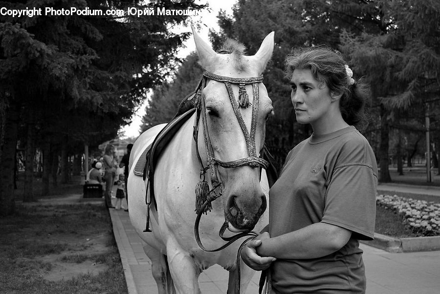 People, Person, Human, Animal, Horse, Mammal, Asphalt