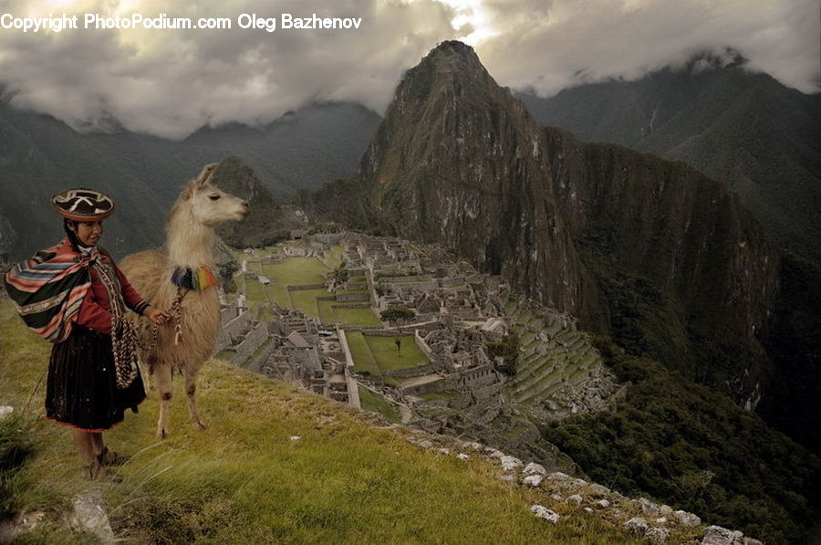 People, Person, Human, Alpaca, Animal, Llama, Mammal