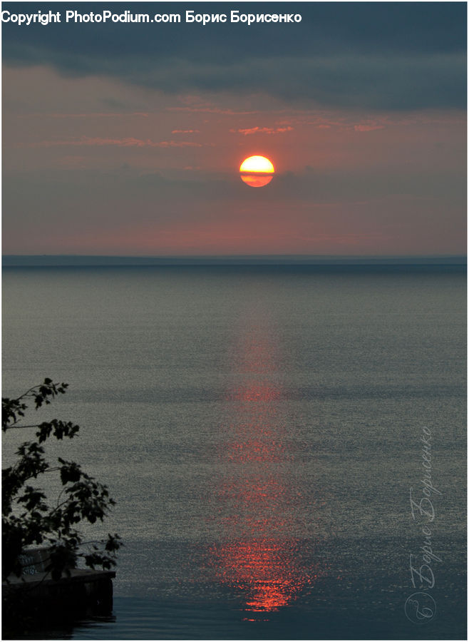 Plant, Potted Plant, Bonsai, Tree, Sun, Dawn, Outdoors