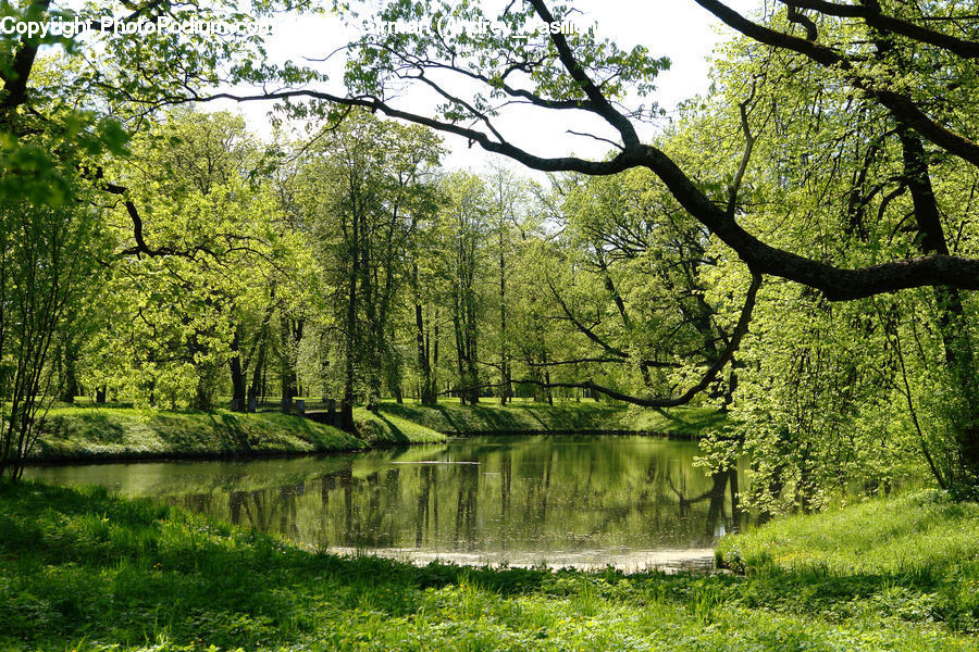 Oak, Tree, Wood, Plant, Forest, Grove, Land