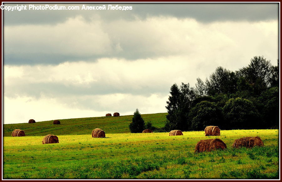 Countryside, Hay, Straw, Animal, Mammal, Sheep, Field