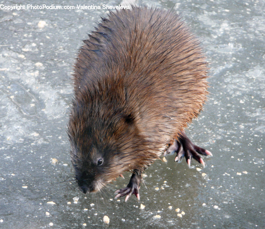 Animal, Beaver, Mammal, Rodent, Hedgehog, Porcupine, Bird