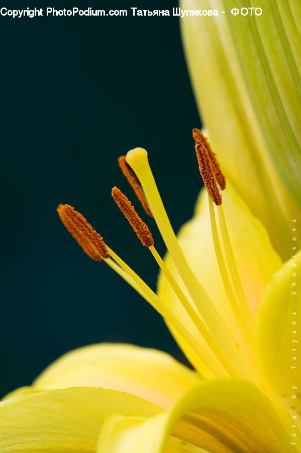Flora, Pollen, Anther, Flower, Petal, Plant, Lily