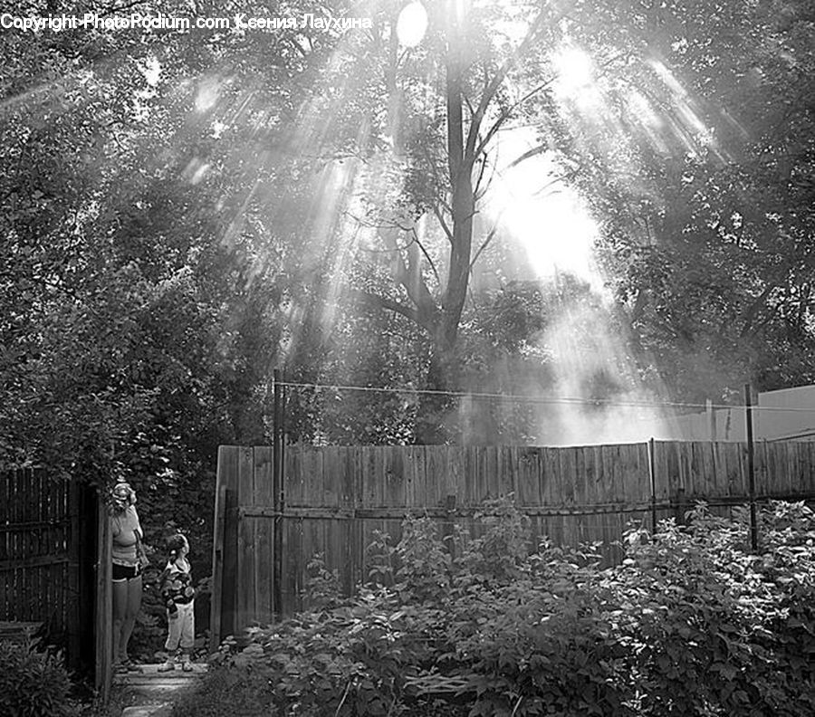 Flare, Light, Sunlight, Forest, Vegetation, Blossom, Flora