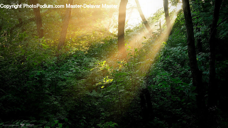 Forest, Vegetation, Flare, Light, Sunlight, Jungle, Rainforest