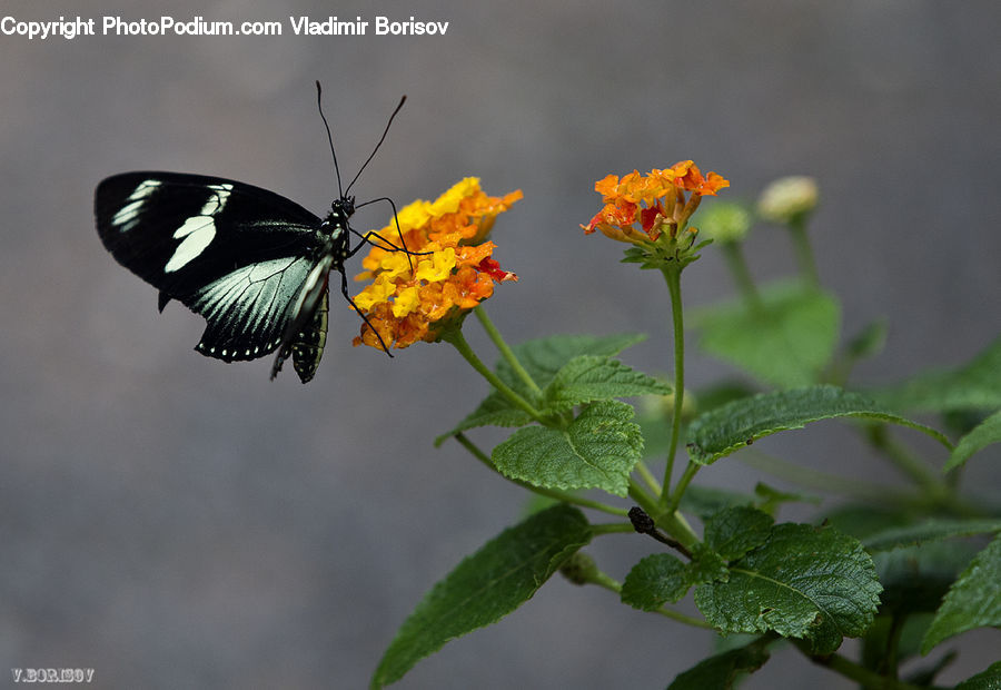 Butterfly, Insect, Invertebrate, Herbs, Mint, Plant, Asteraceae