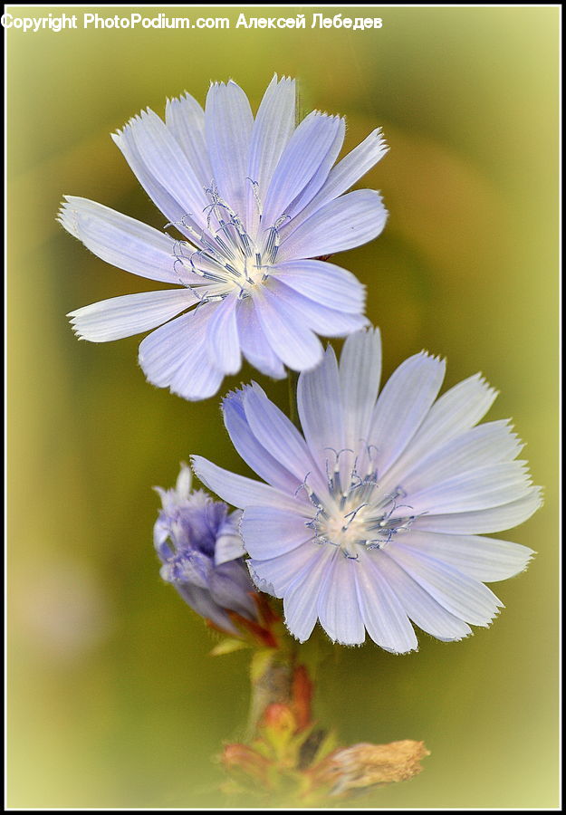 Blossom, Flora, Flower, Plant, Petal, Aster, Pollen
