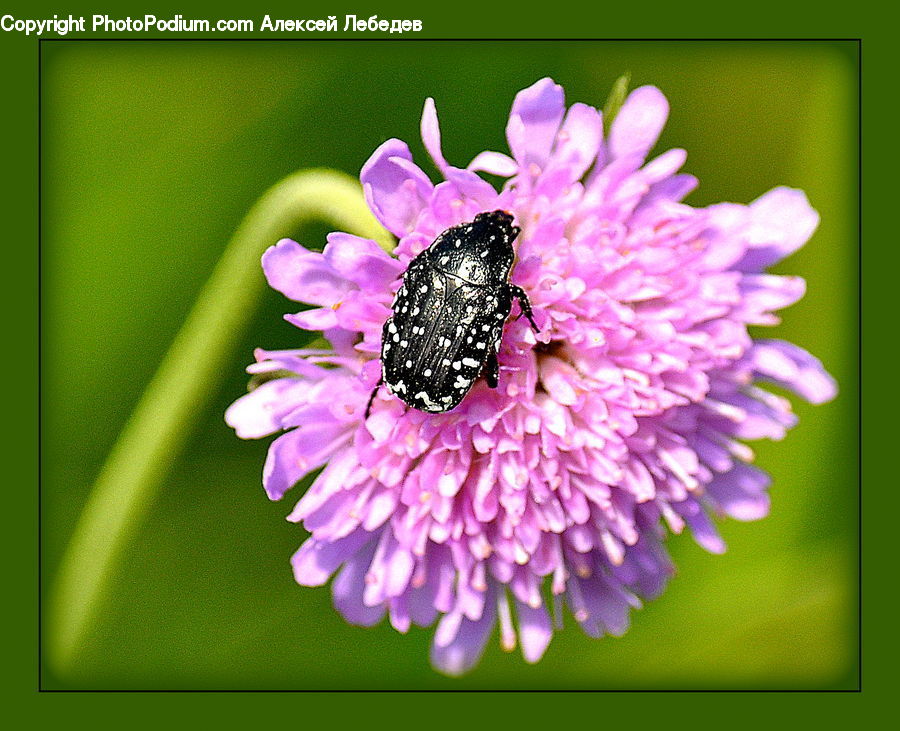 Flora, Pollen, Blossom, Flower, Plant, Petal, Bee