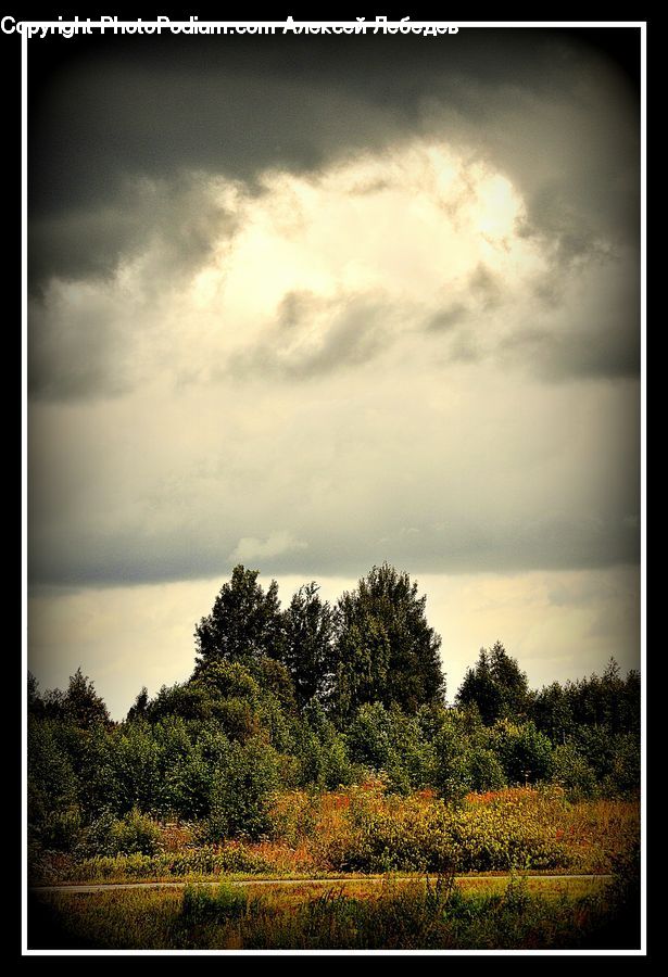 Cloud, Cumulus, Sky, Forest, Vegetation, Azure Sky, Outdoors
