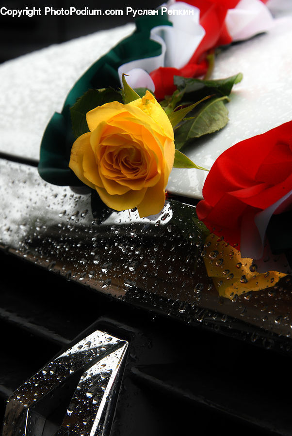 Blossom, Flower, Plant, Rose, Flower Arrangement, Flower Bouquet, Flora