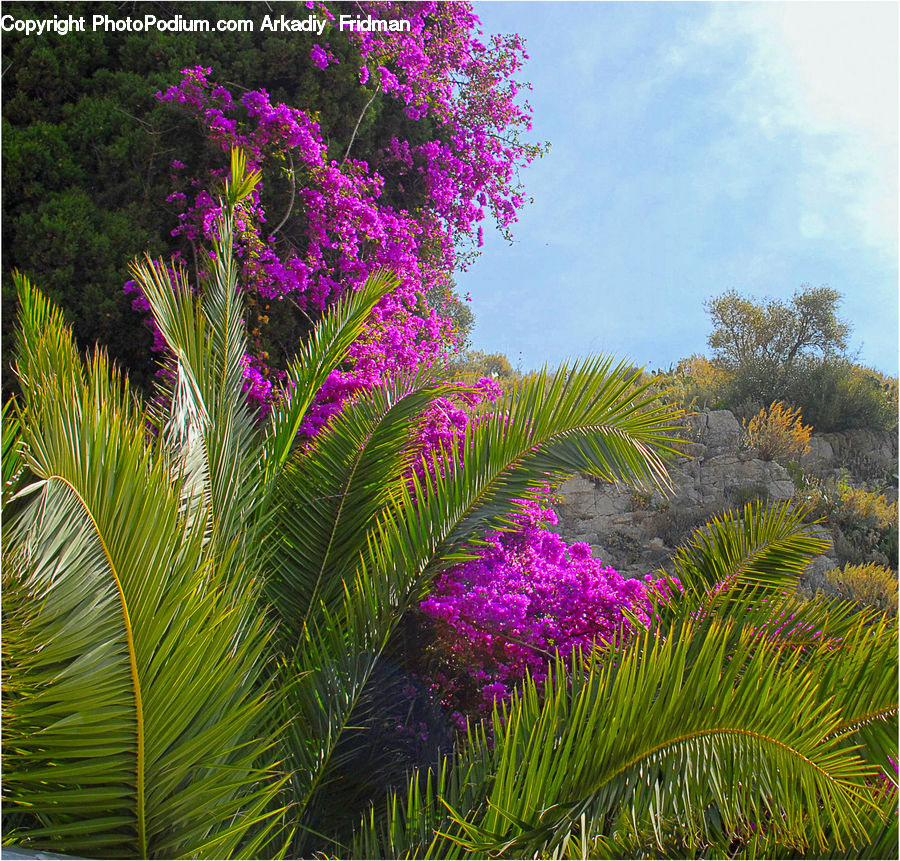 Blossom, Flora, Flower, Plant, Conifer, Fir, Tree