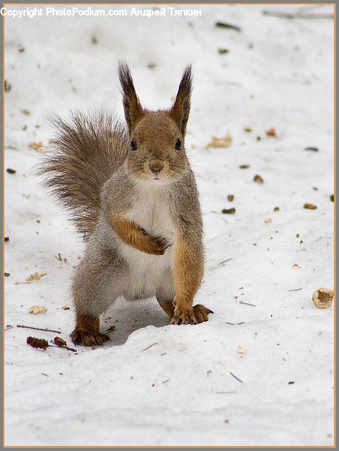 Animal, Mammal, Rodent, Squirrel