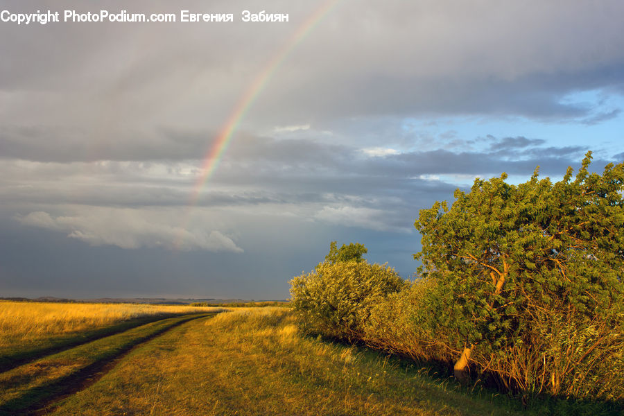 Field, Grass, Grassland, Land, Outdoors, Plant, Road