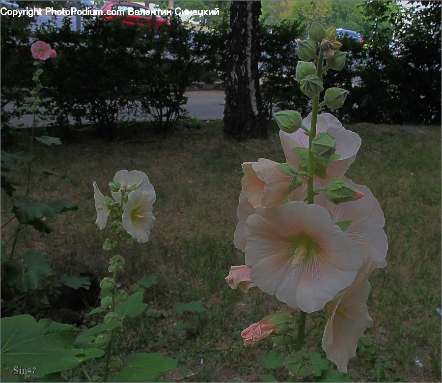 Flora, Flower, Gladiolus, Plant, Blossom, Geranium, Hibiscus
