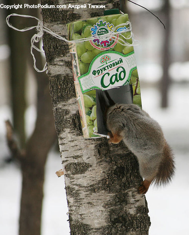 Animal, Mammal, Rodent, Squirrel, Bird Feeder