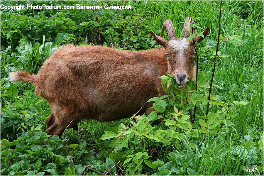 Animal, Goat, Mammal, Mountain Goat, Herbs, Mint, Plant