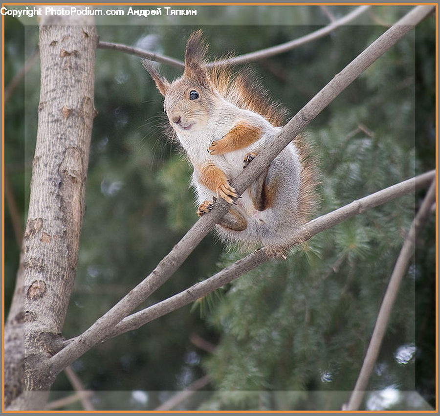 Animal, Mammal, Rodent, Squirrel