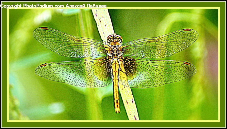 Anisoptera, Dragonfly, Insect, Invertebrate