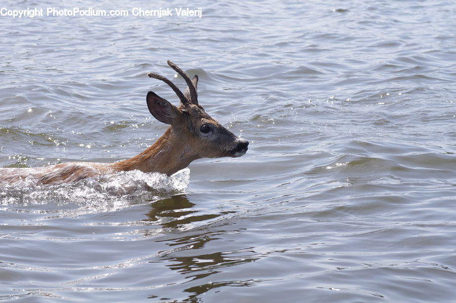 Animal, Deer, Mammal, Wildlife, Outdoors, Sea, Sea Waves