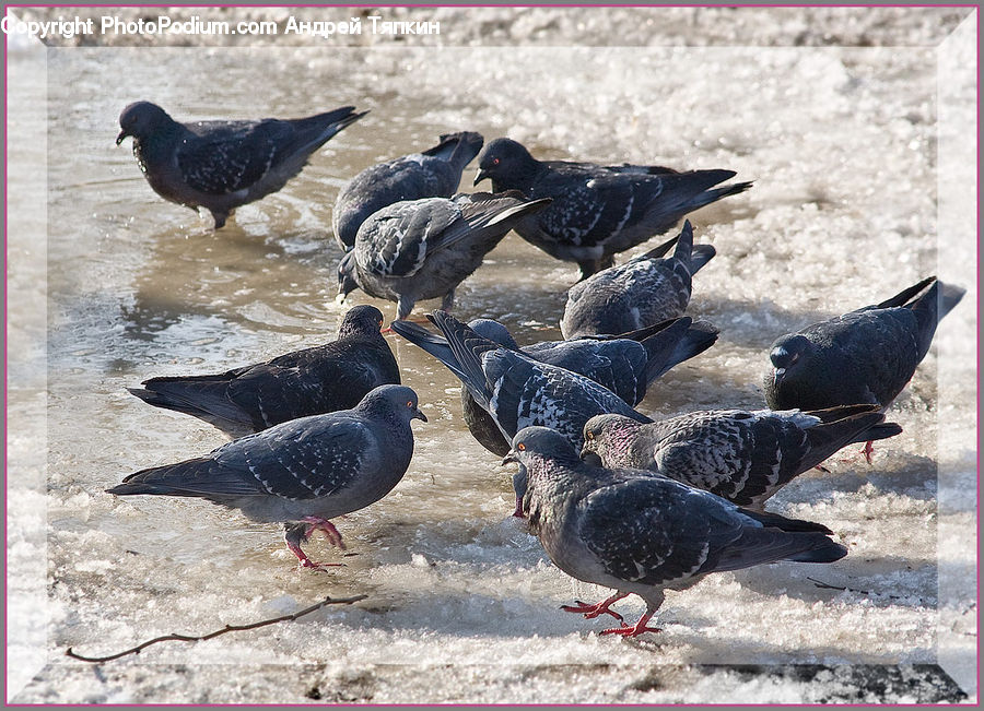 Bird, Pigeon, Dove, Goose, Waterfowl