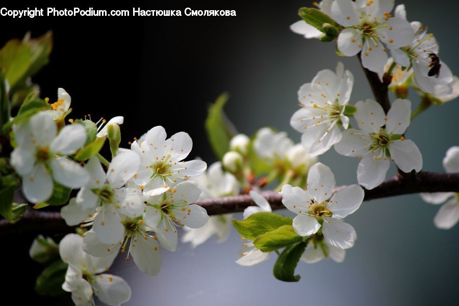 Blossom, Flora, Flower, Plant, Potted Plant, Cherry Blossom, Lily