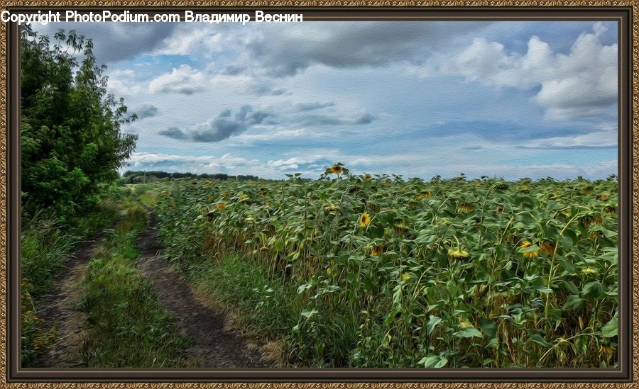 Field, Grass, Grassland, Land, Outdoors, Dirt Road, Gravel
