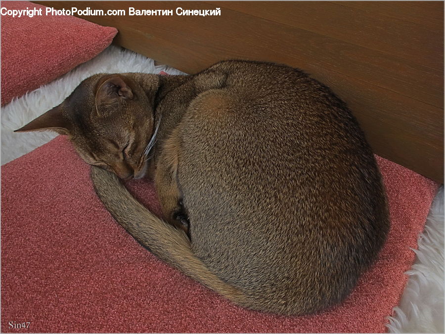 Abyssinian, Animal, Cat, Mammal, Pet