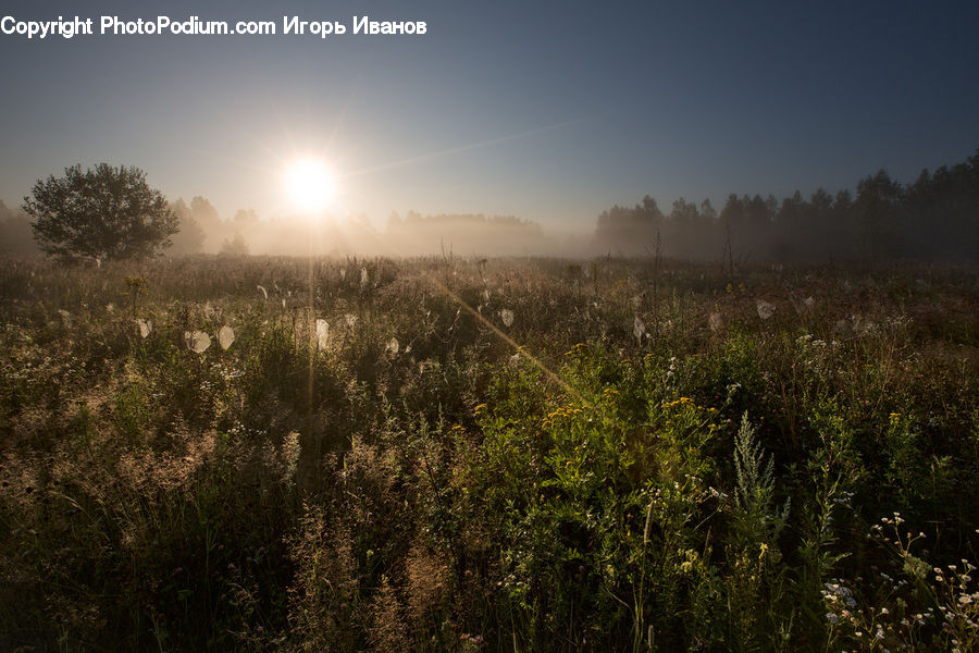 Field, Grass, Grassland, Land, Outdoors, Plant, Bush