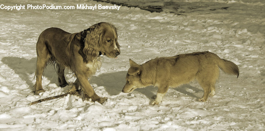 Animal, Canine, Dog, Golden Retriever, Mammal, Pet, Lion
